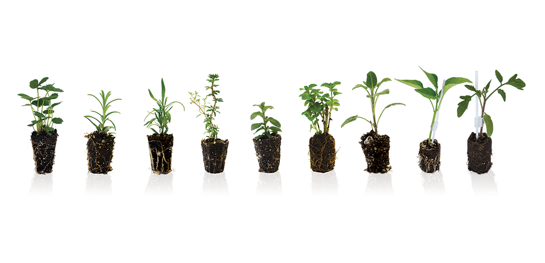 Plug Connection High Quality Plants From the Start