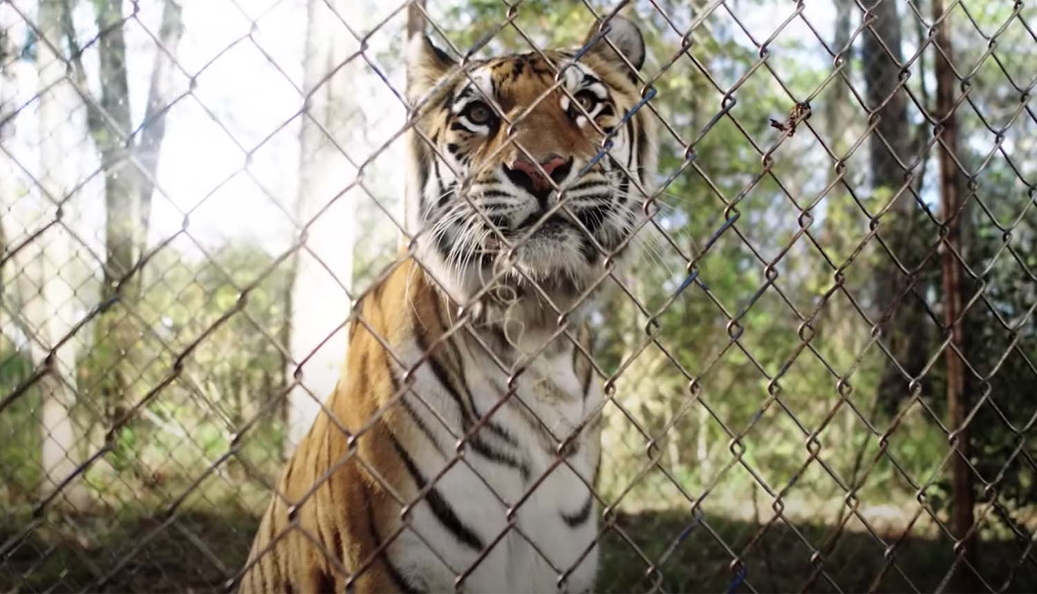 The Tiger Rising Plugged In