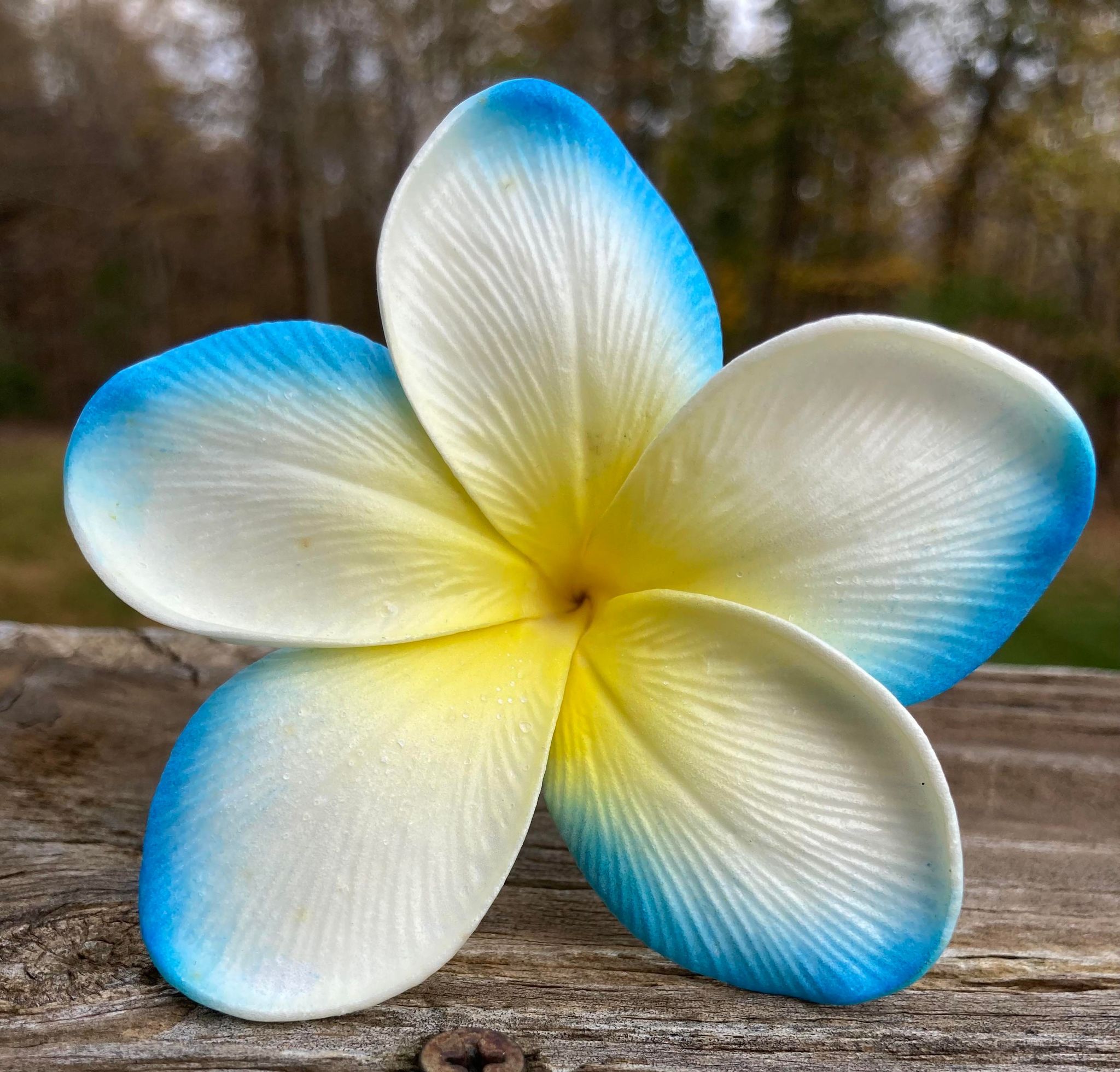 Real Touch Plumeria Flowers Box Plumeria Bouquets