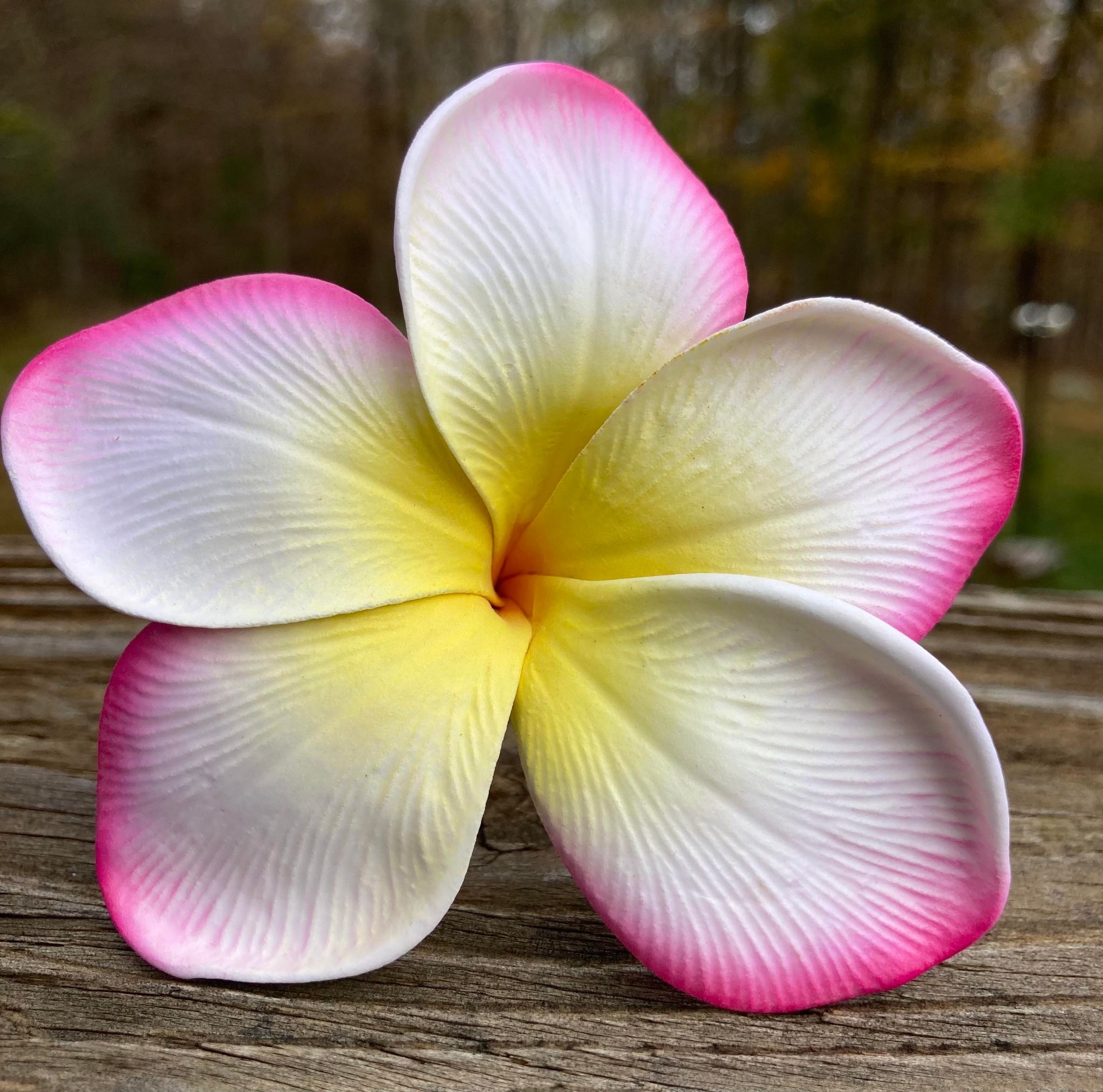 Real Touch Plumeria Flowers Box Plumeria Bouquets