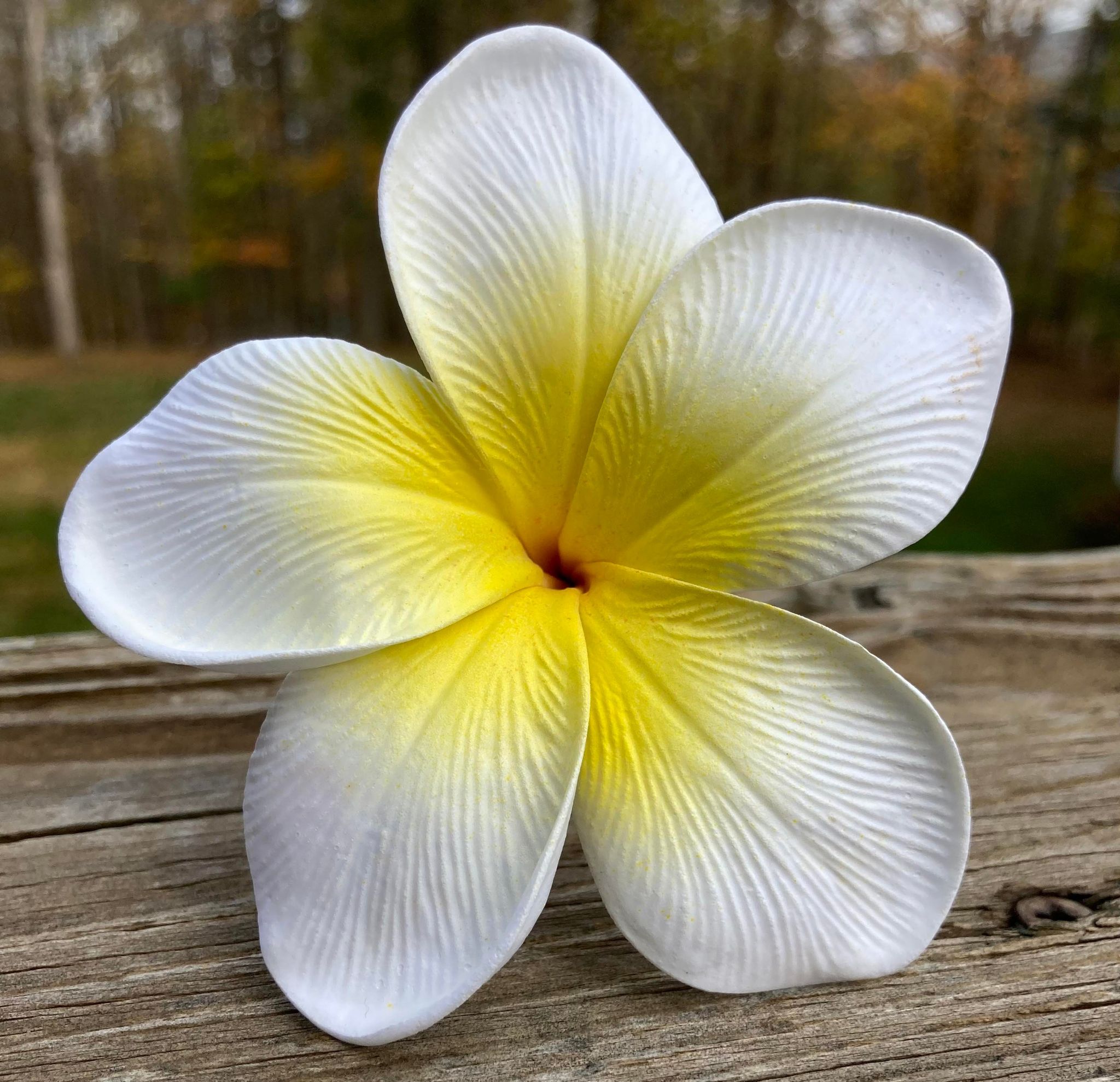 Real Touch Plumeria Flowers Box Plumeria Bouquets