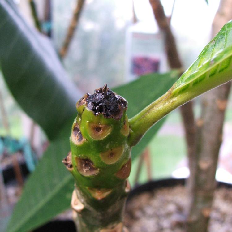 Plumeria UK exotic tropical flowers and plants from Hawaii