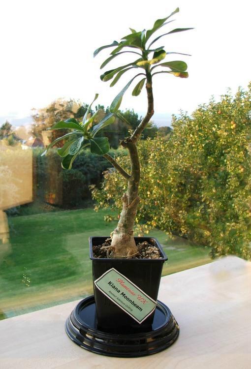 Plumeria UK exotic tropical flowers and plants from Hawaii