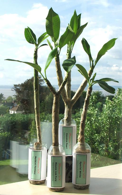 Pictures Of Exotic Flowering House Plants