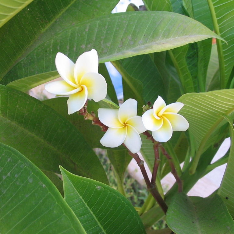 Plumeria UK exotic tropical flowers and plants from Hawaii