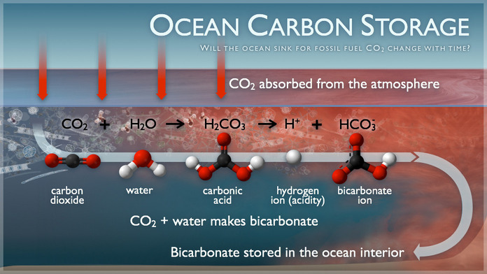 Ocean Carbon Storage