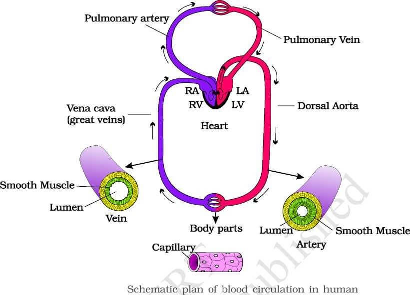 Schematic Diagram Of Double Circulation - Circuit Diagram