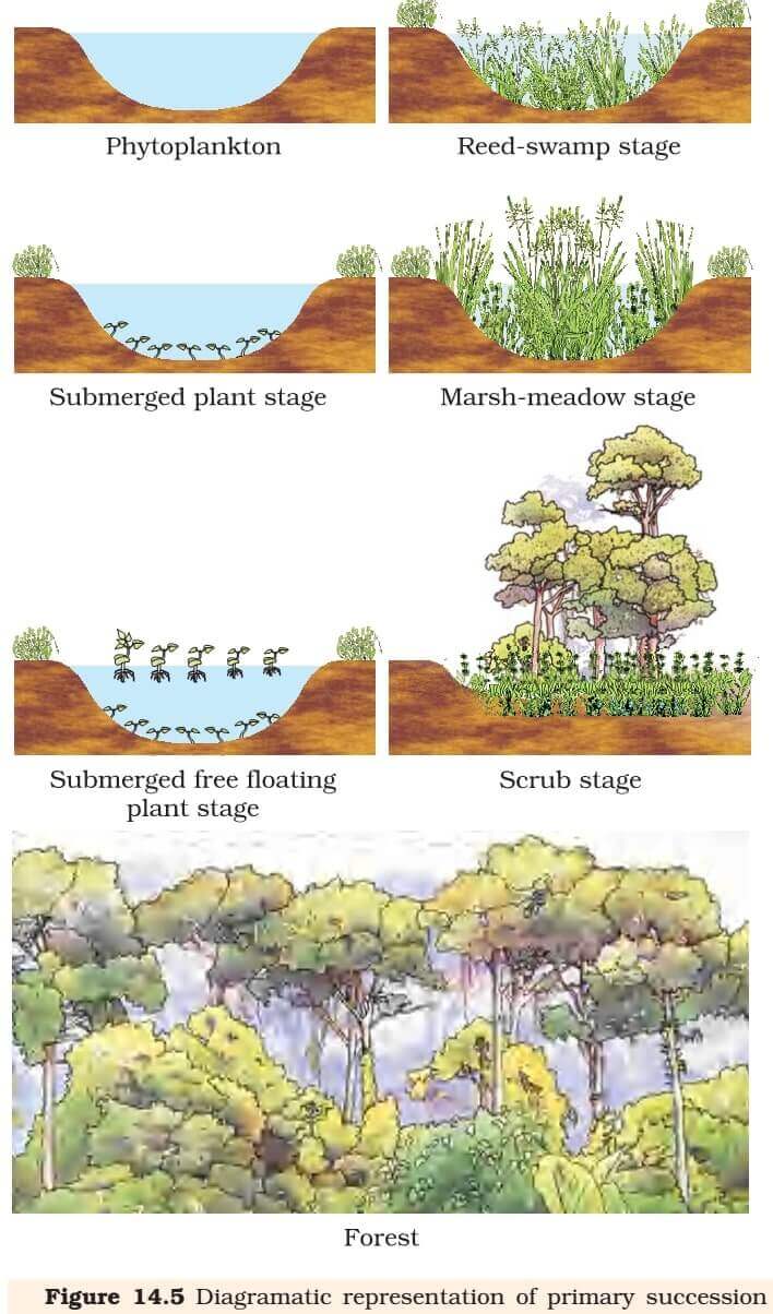 Functions of Ecosystem Ecological succession, Homeostasis PMF IAS