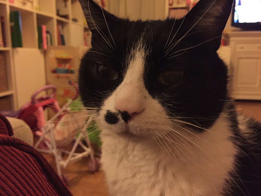 Des nouvelles du chat et de sa bronchite chronique.. PMGirl