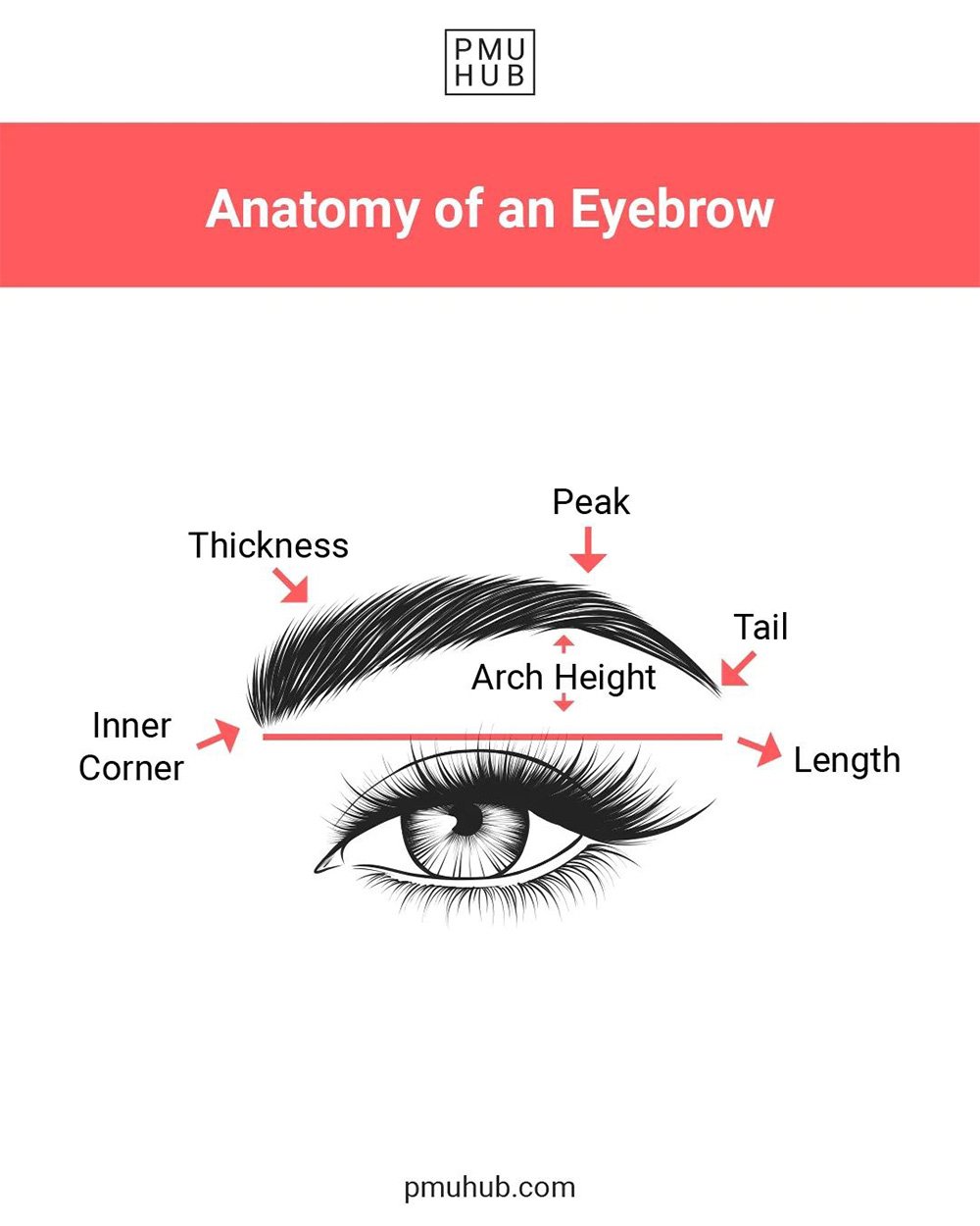 Eyebrow Anatomy for PMU Artists Important KnowHow