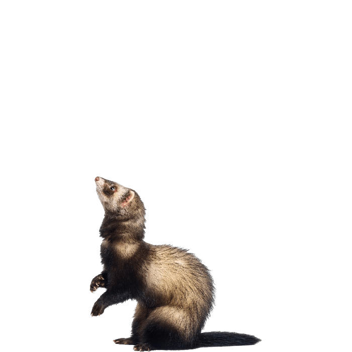 Ferret PNG Transparent Images