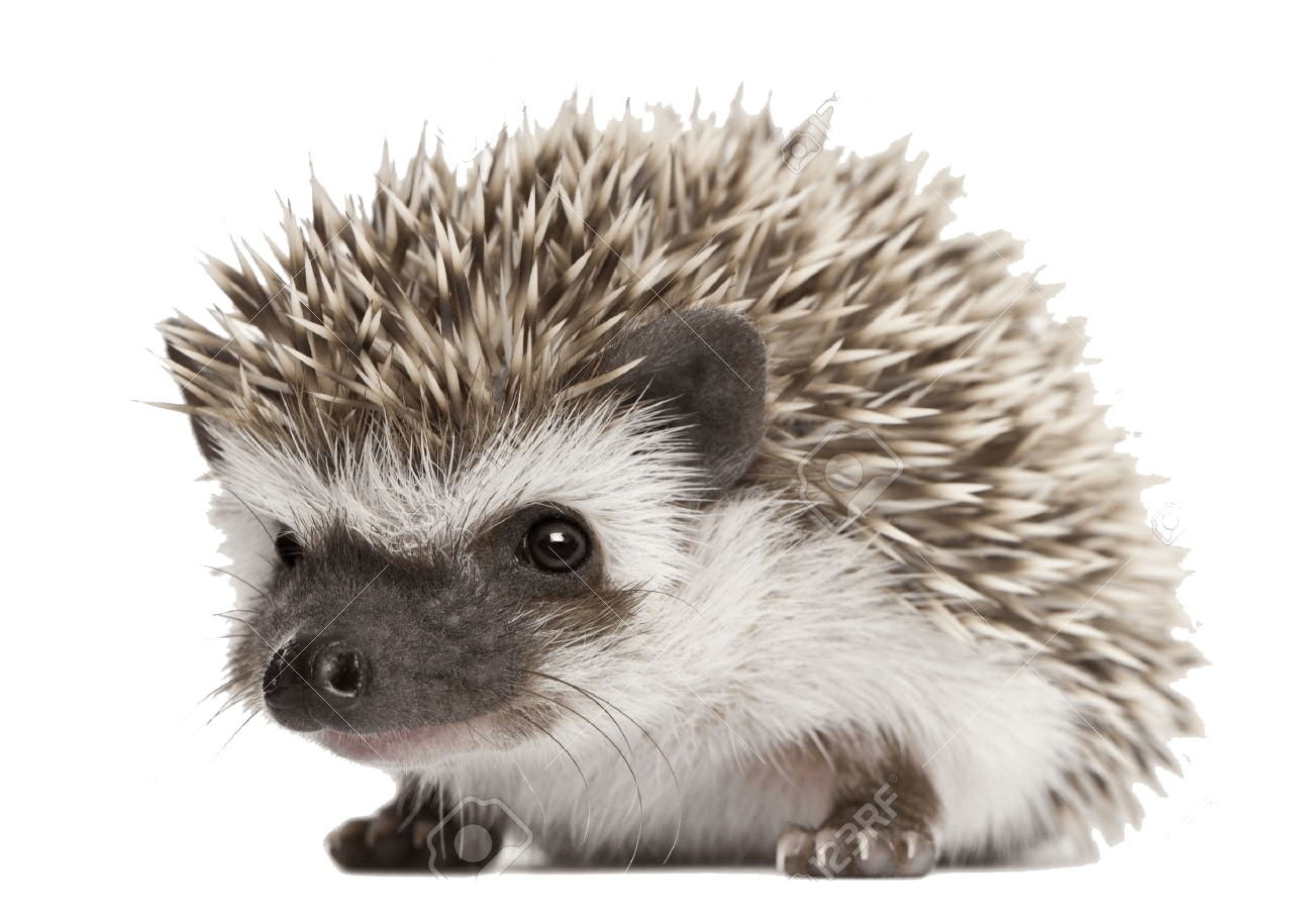 Hedgehog PNG Image File PNG All