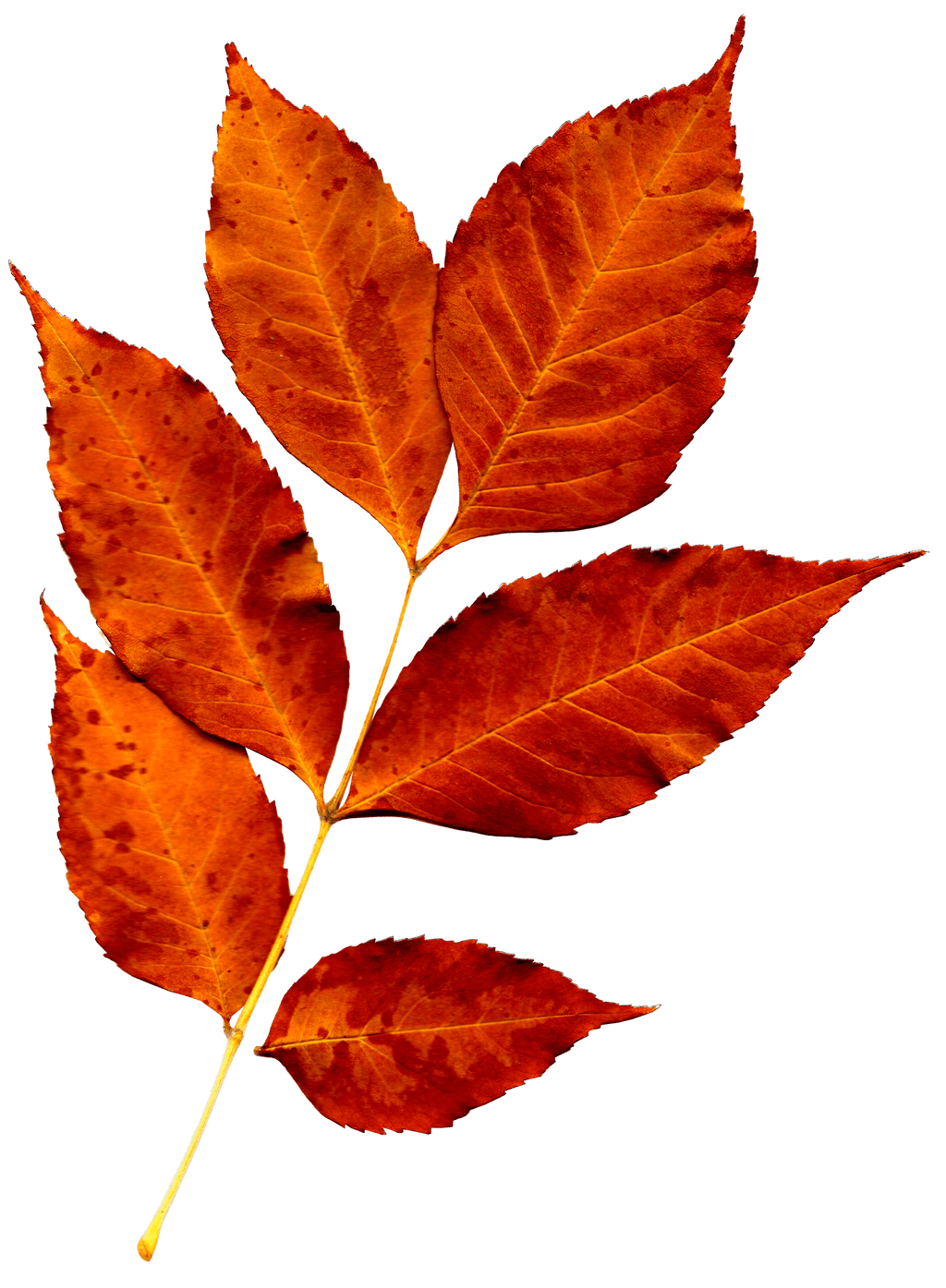 Fall Leaves PNG Photo PNG All