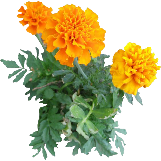 Marigold Flower PNG All PNG All