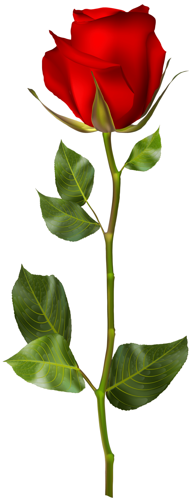 Red Rose Transparent PNG All