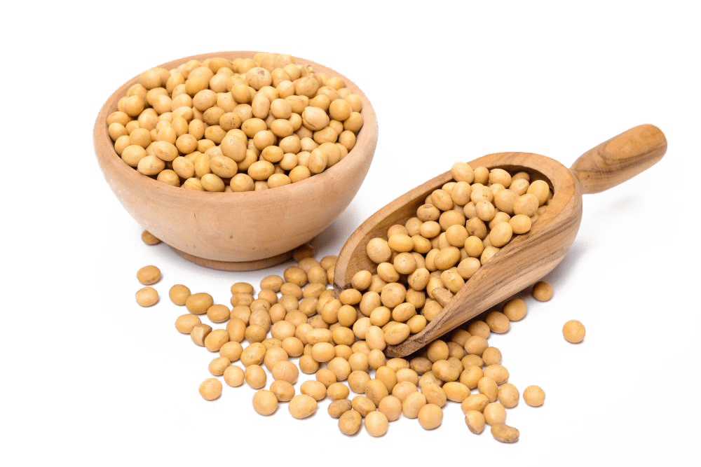 Soybean PNG Transparent Images
