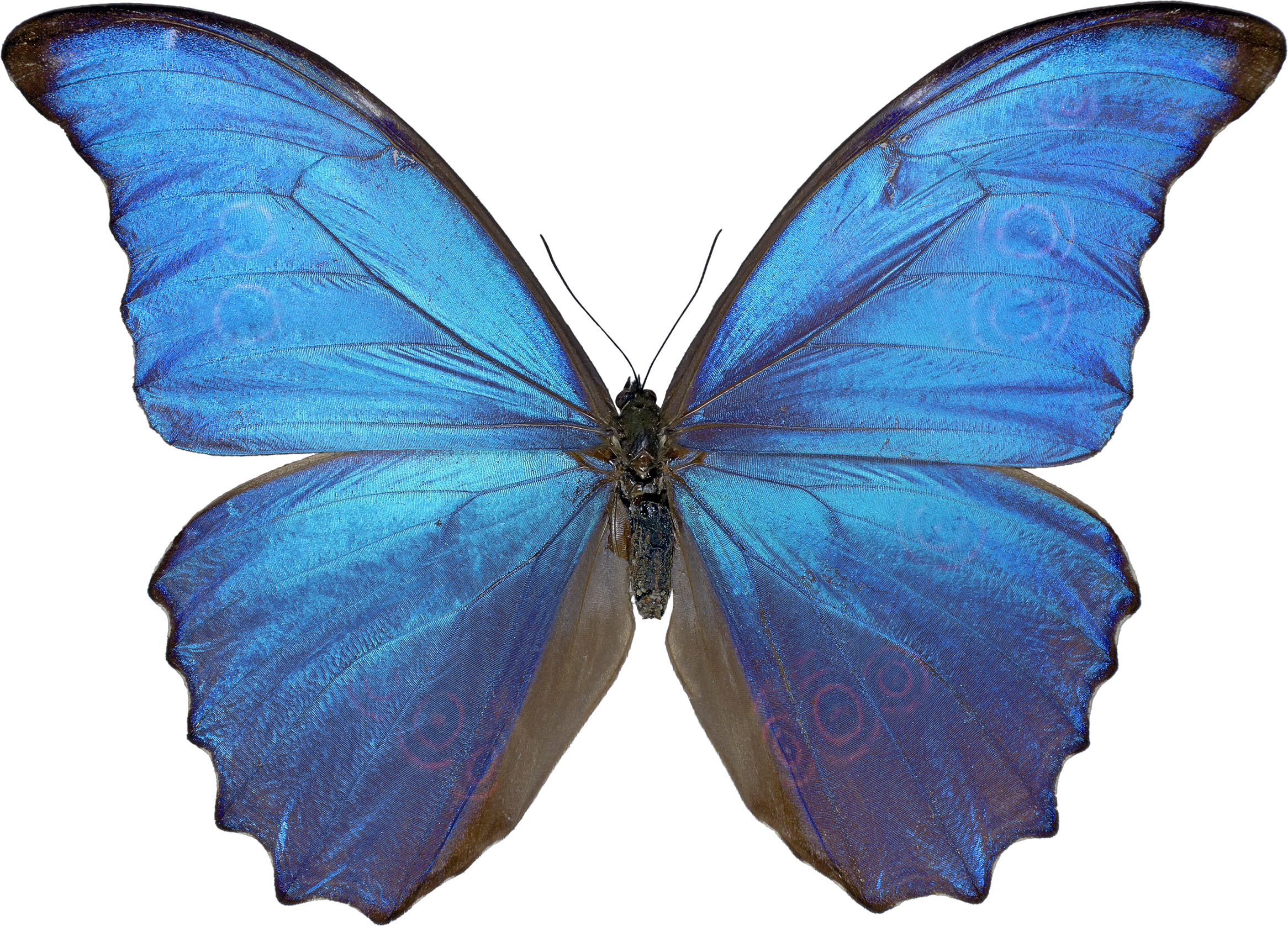 Butterfly PNG Transparent Images PNG All