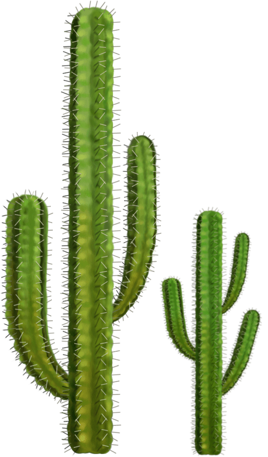 Cactus PNG Transparent Images PNG All