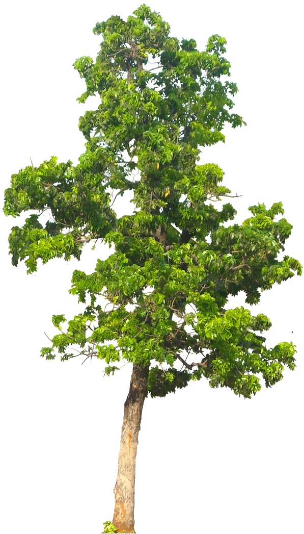 Tree PNG Transparent Images PNG All