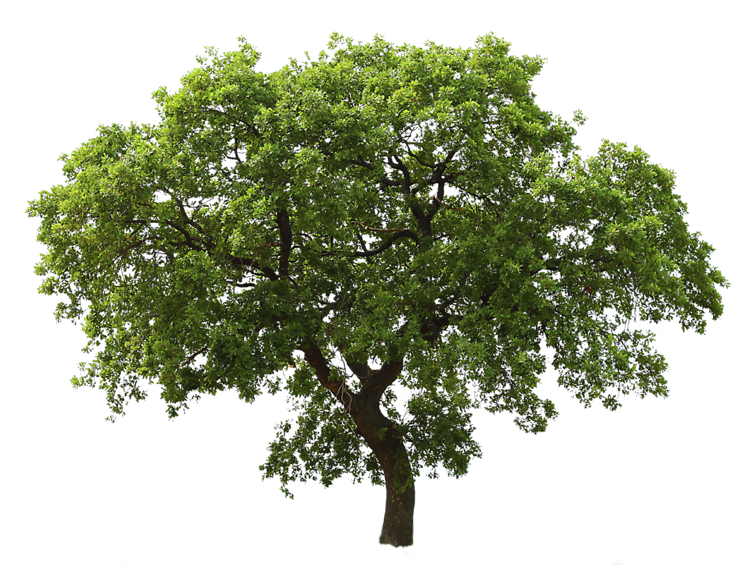 Tree PNG Transparent Images PNG All