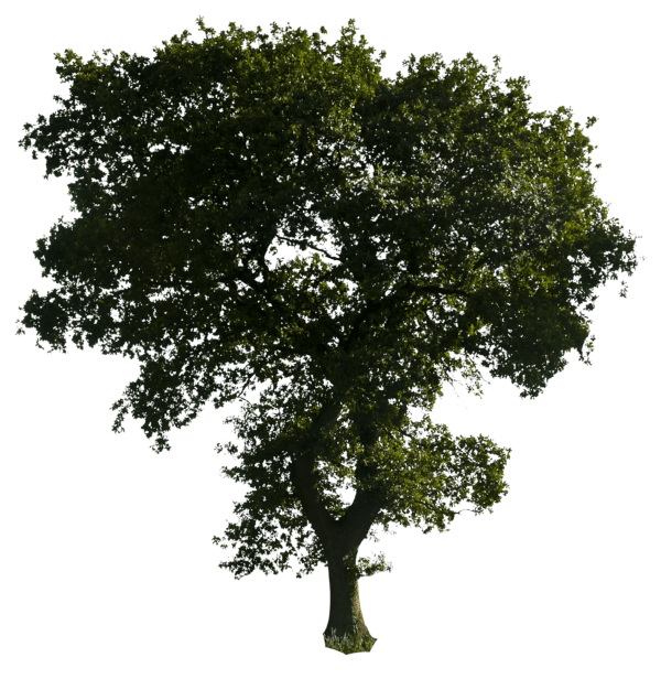 Tree PNG Transparent Images