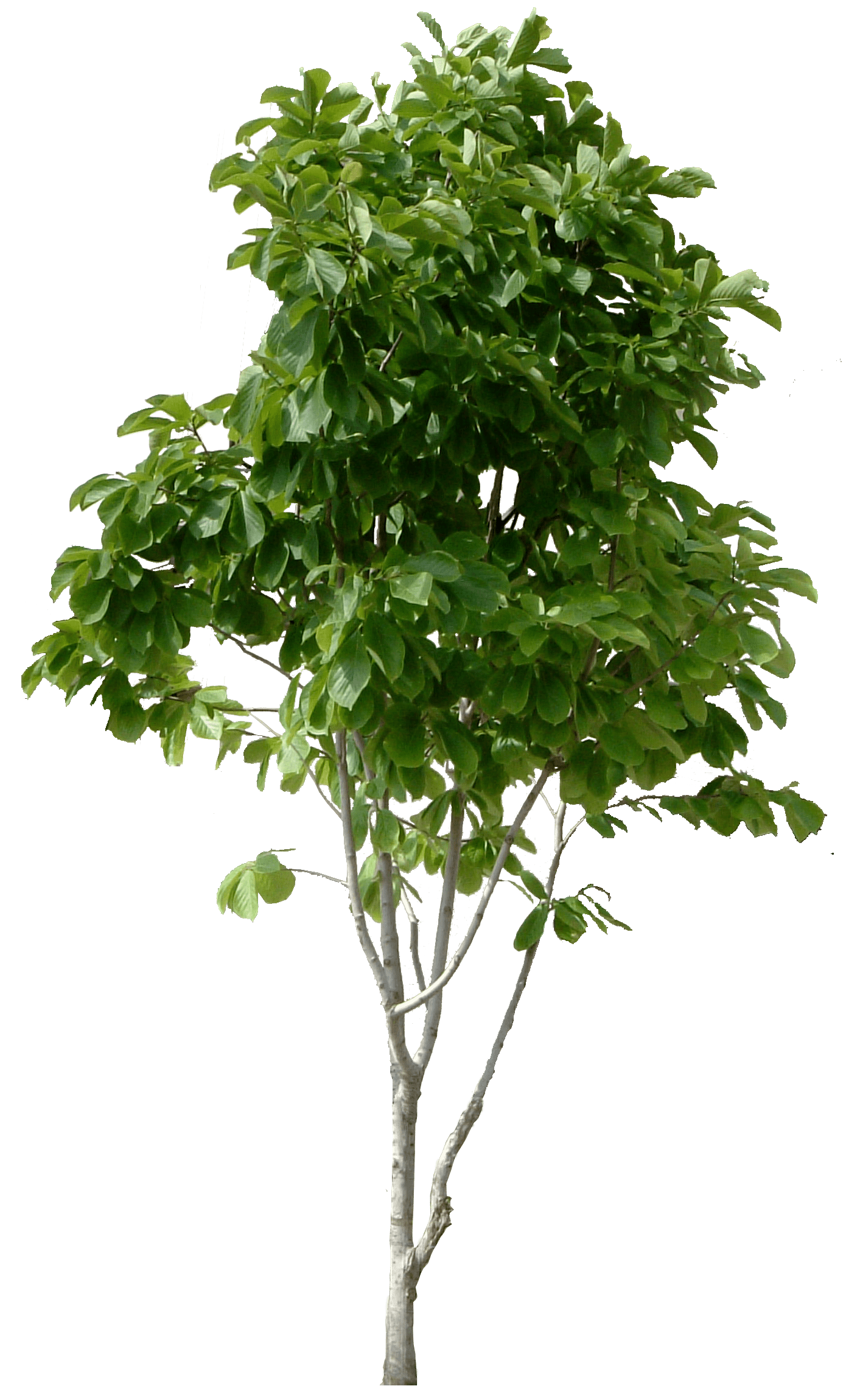Tree PNG Transparent Images PNG All