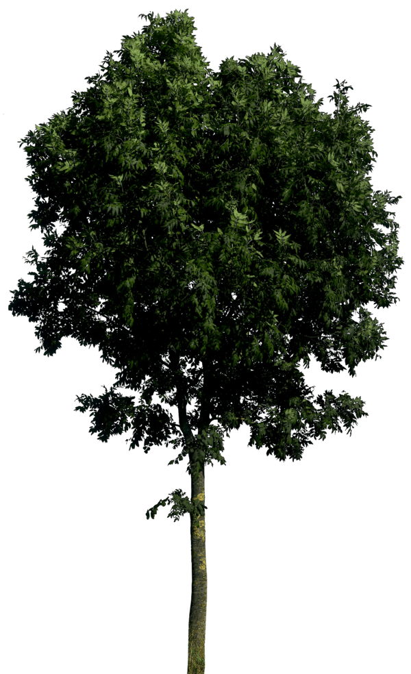 Tree PNG Transparent Images PNG All