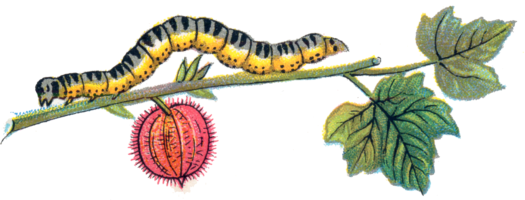 Caterpillar PNG Transparent Images PNG All
