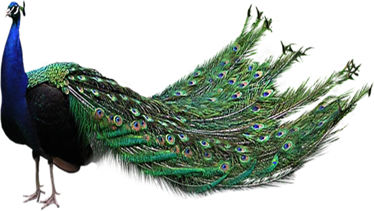 Peacock PNG Transparent Images