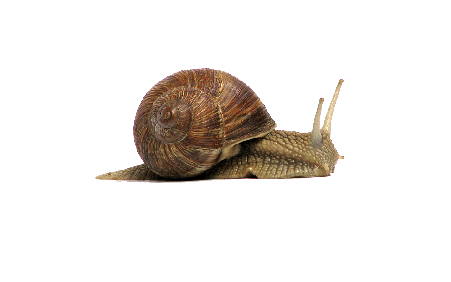 Snail PNG File PNG All