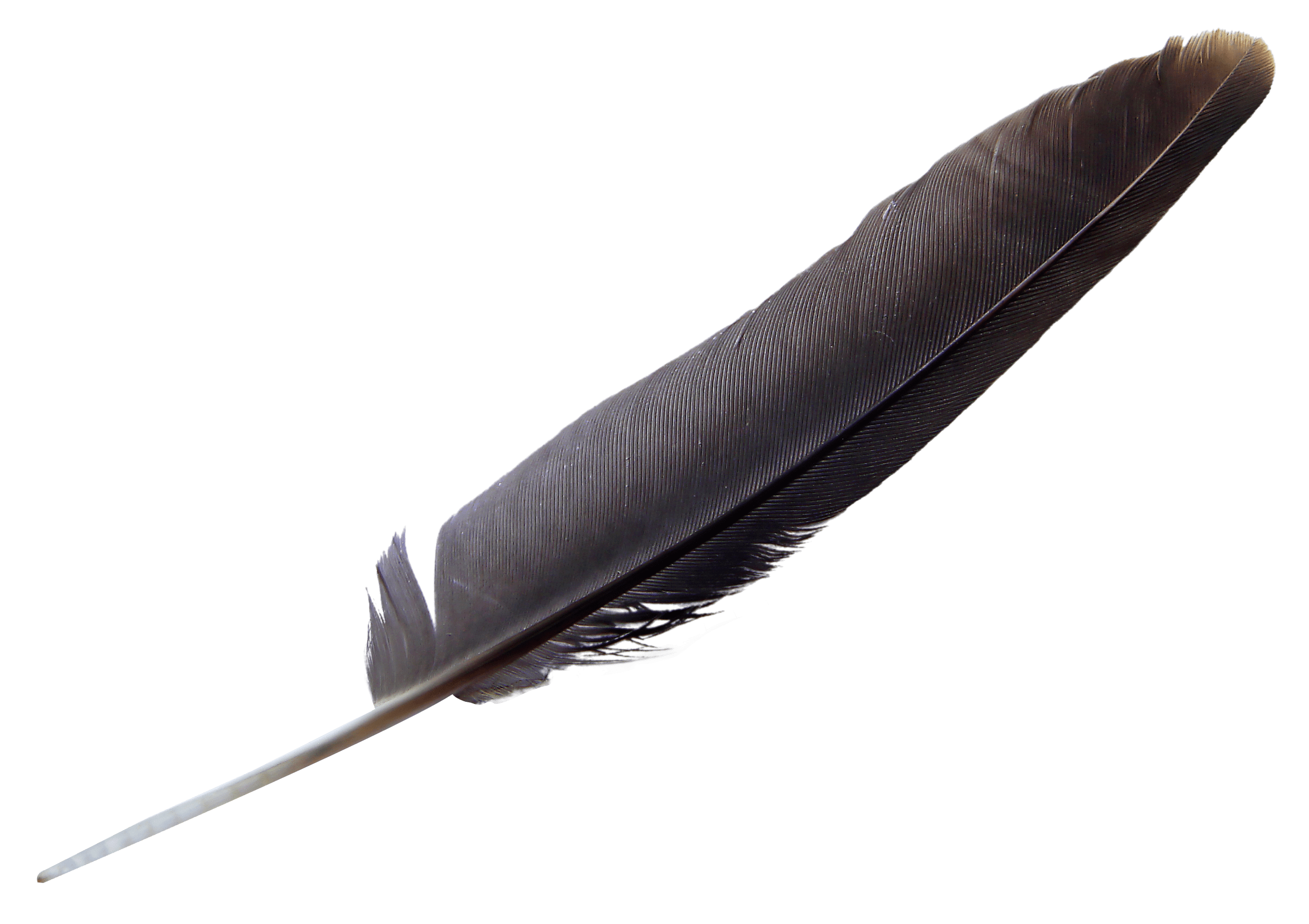 Feather PNG Transparent Images PNG All