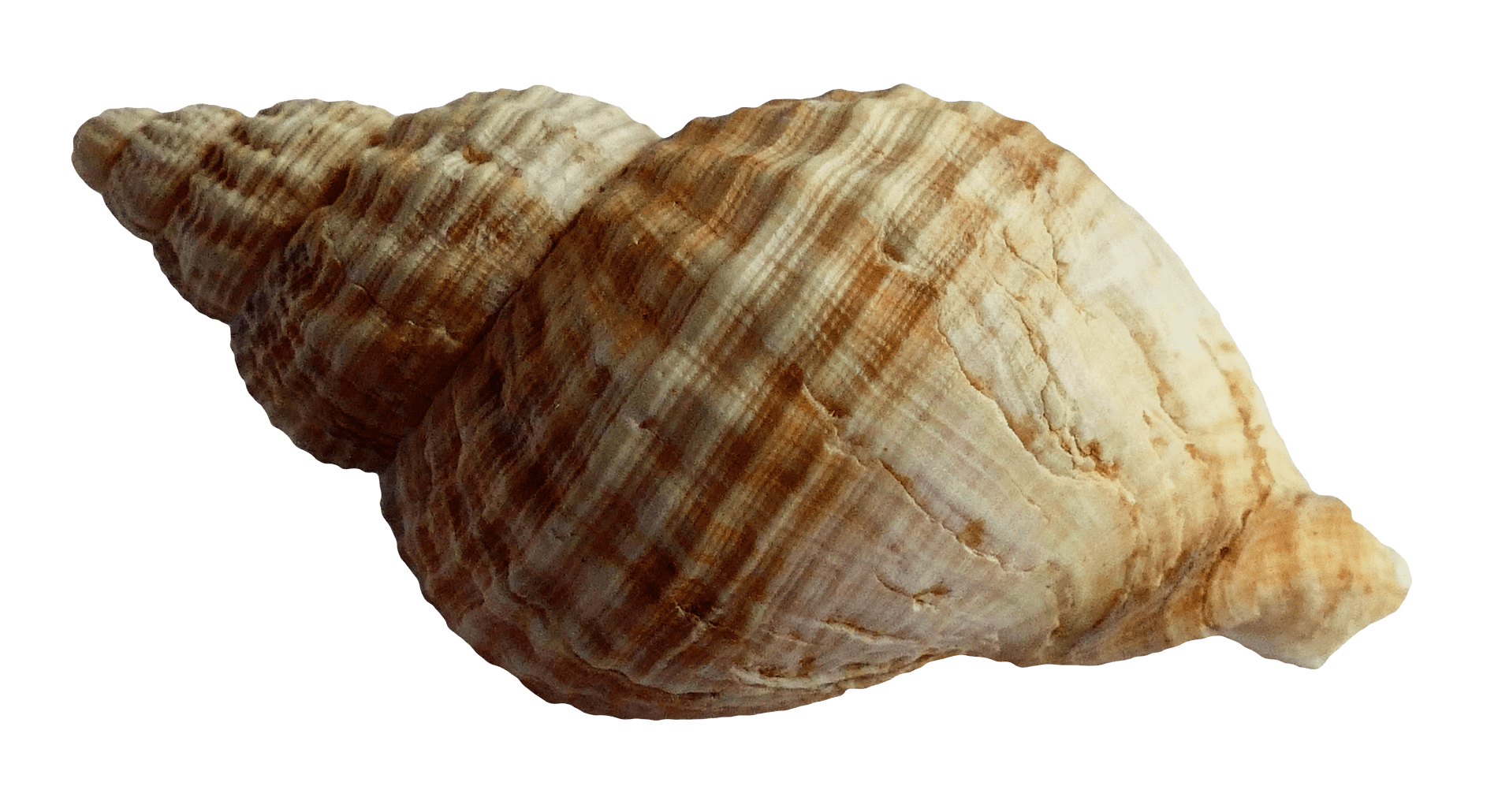 Shell PNG Transparent Images