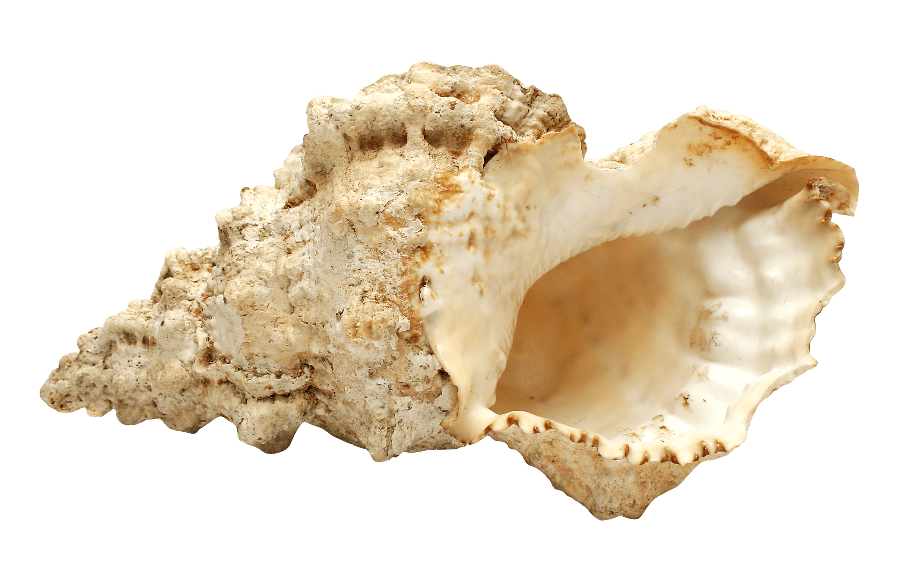 Shell PNG Transparent Images PNG All