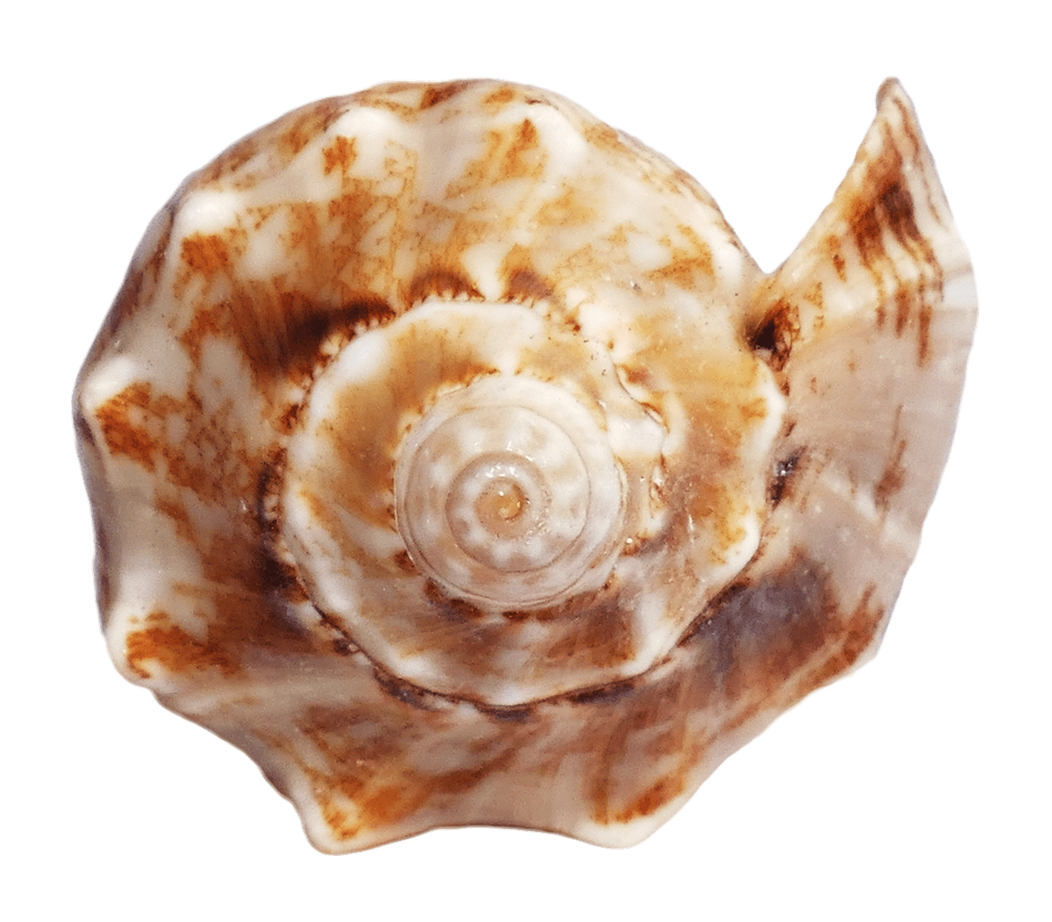 Shell PNG Clipart PNG All