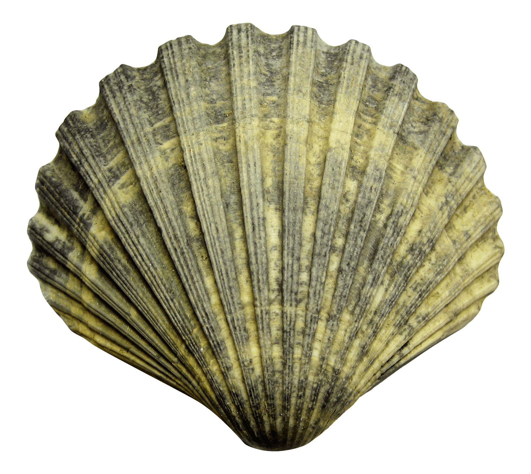 Shell PNG Transparent Images PNG All