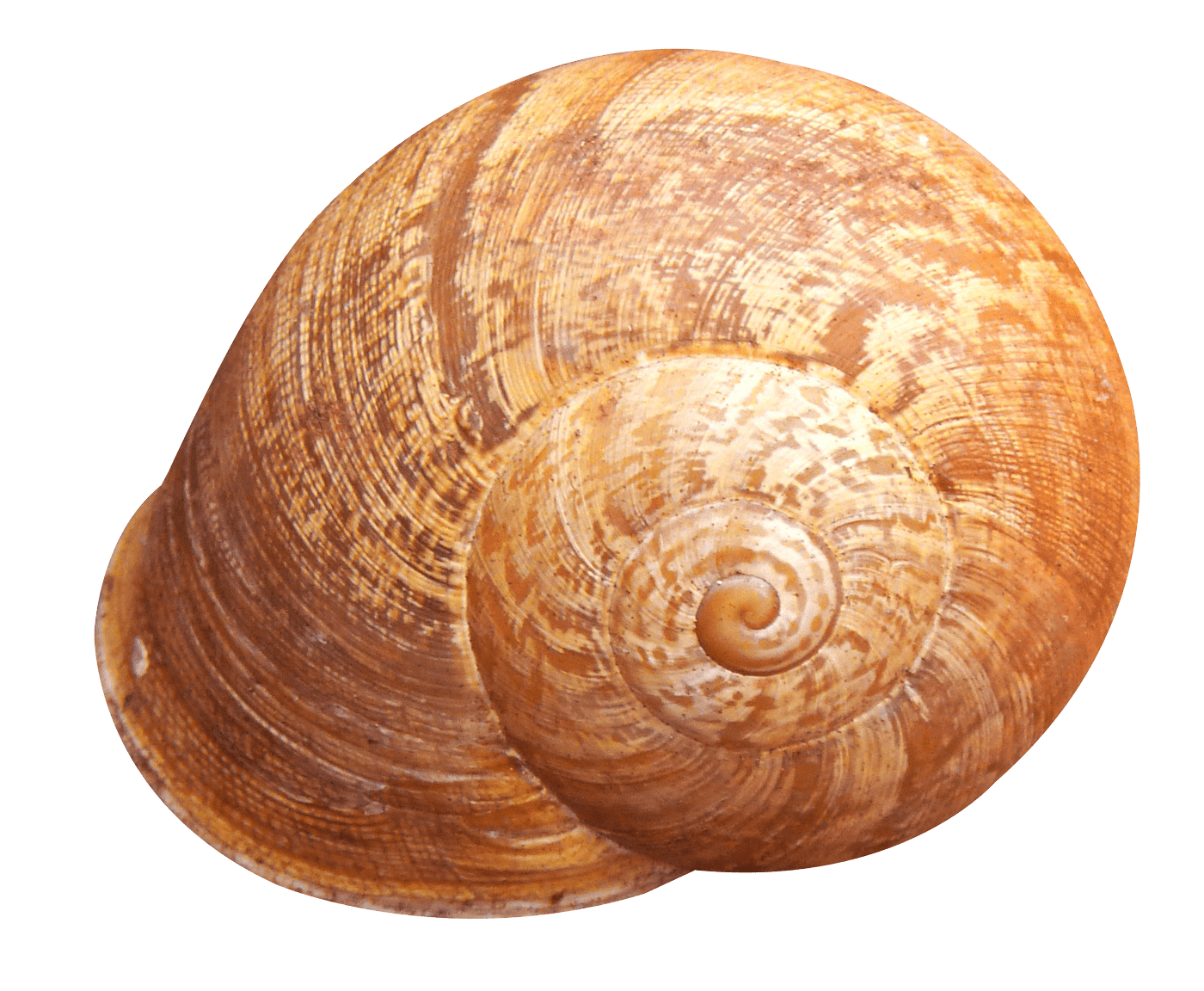 Shell PNG Transparent Images