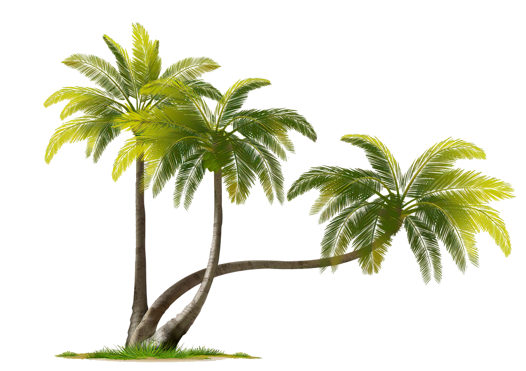 Coconut Tree PNG Download Image PNG All