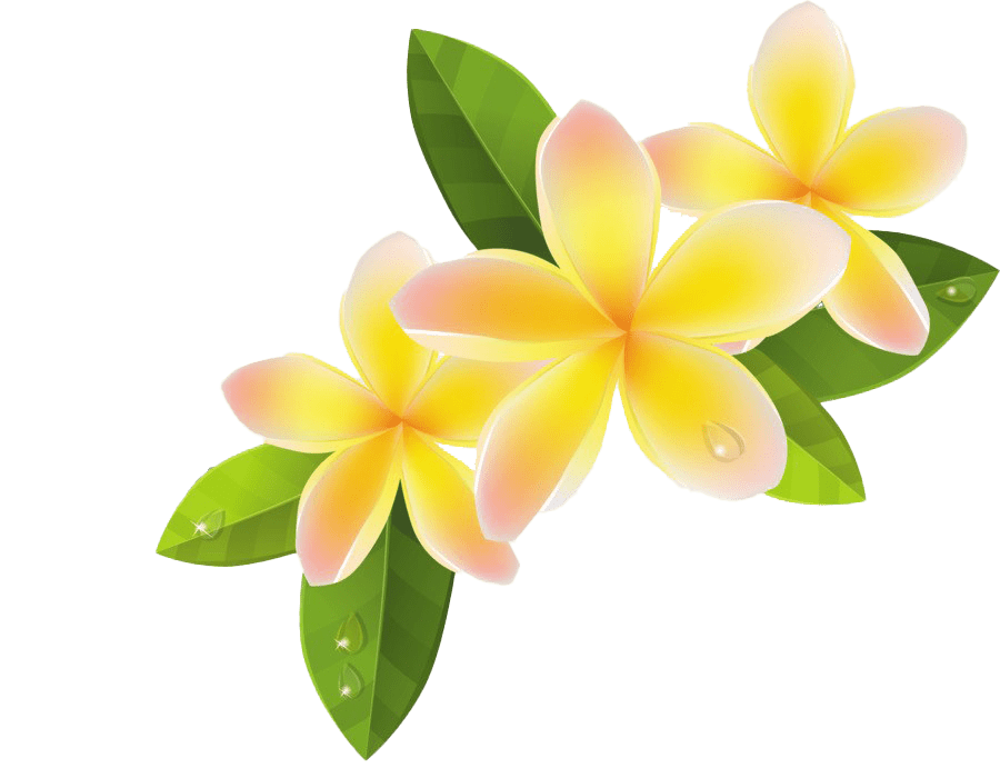 Frangipani PNG Transparent Images