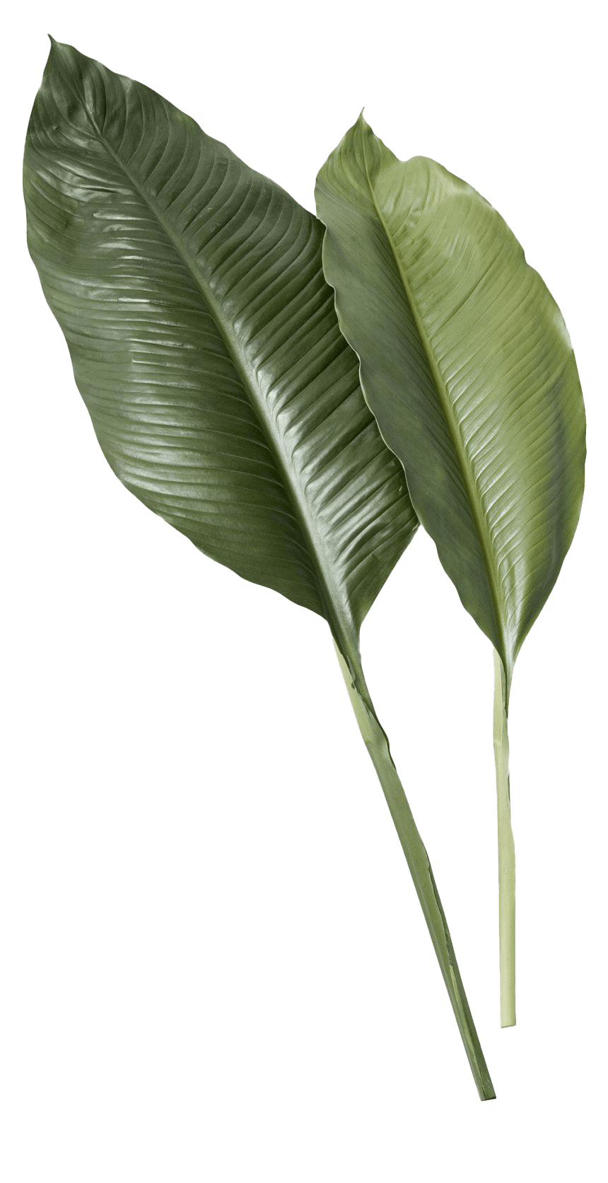 Banana Leaves Png