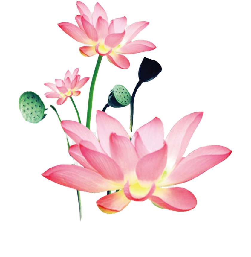 Pink Lotus PNG File Download Free PNG All