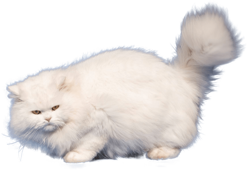 Persian Cat PNG Transparent Images PNG All
