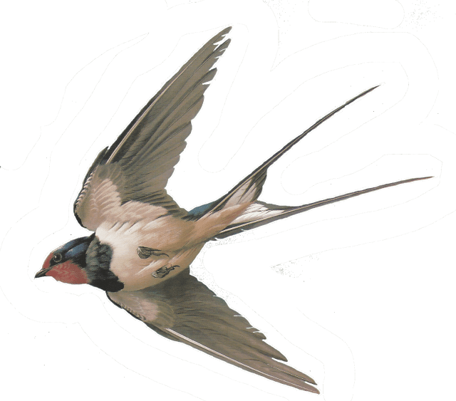 Vector Swallow PNG File PNG All