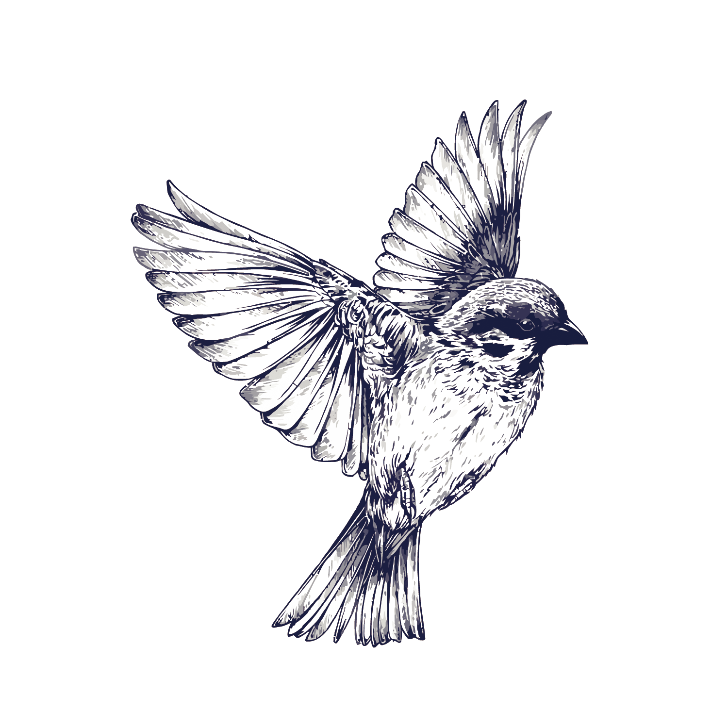 Vector Swallow PNG PNG All