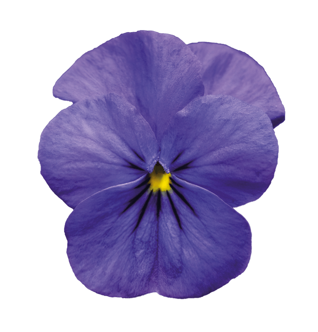 Violet Flower PNG File Download Free PNG All