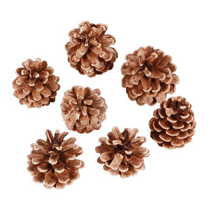 Pine PNG File PNG All PNG All