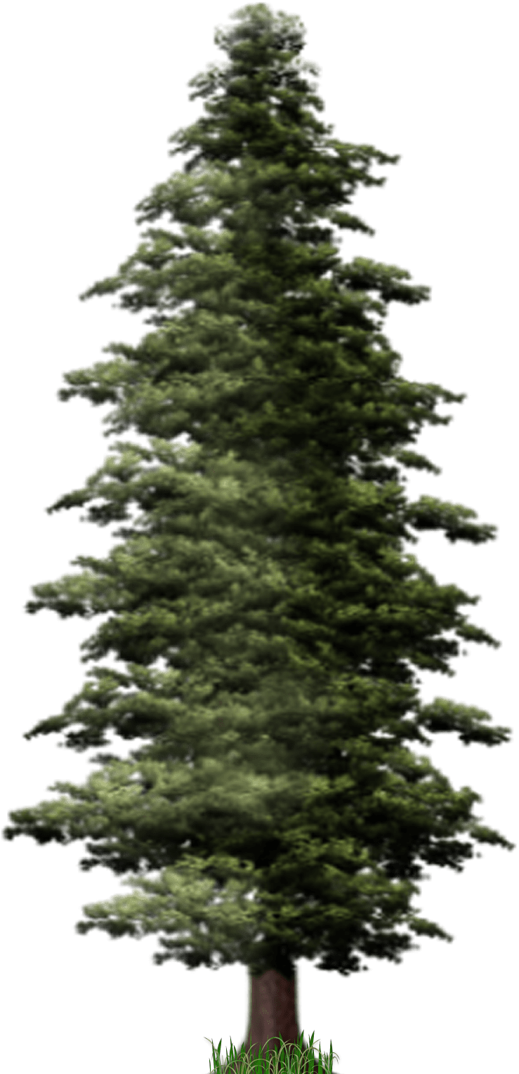 Pine Tree PNG PNG All