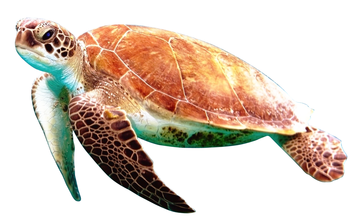 Turtle PNG Transparent Images PNG All