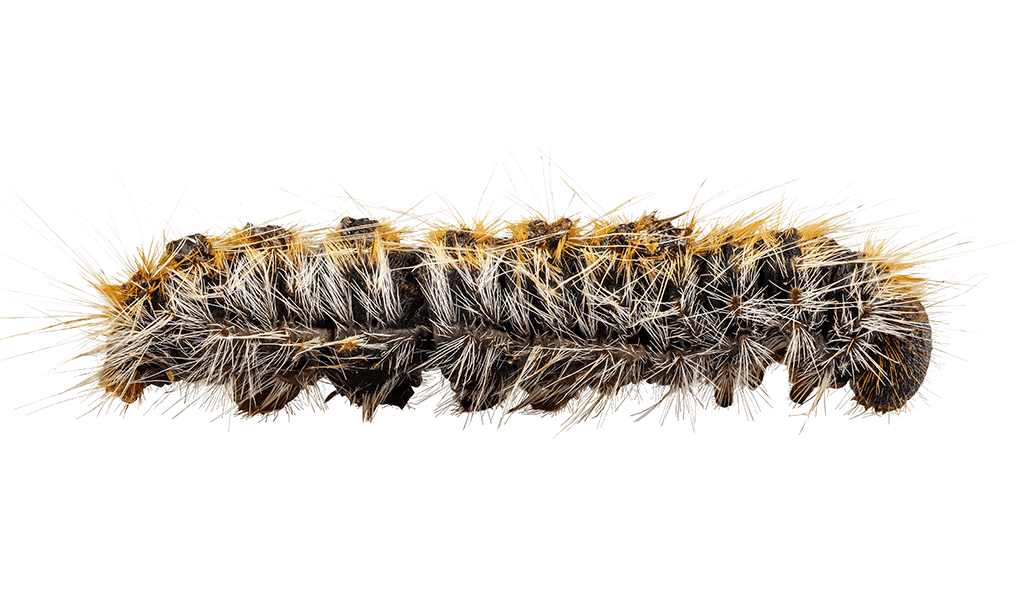 Caterpillar PNG File PNG Arts