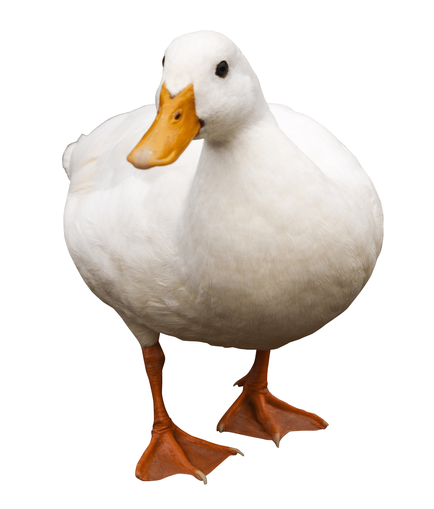 Duck Meme Transparent