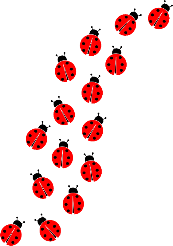 Ladybug Insect Transparent Images